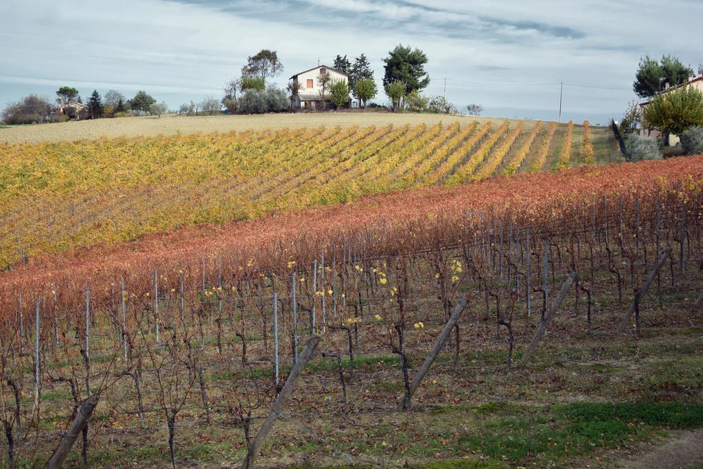 Agriturismo Al Rifugio Divino Belvedere Ostrense المظهر الخارجي الصورة